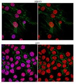 Anti-dimethyl Histone H3 (Lys4) Antibody, Trial Size from rabbit, purified by affinity chromatography
