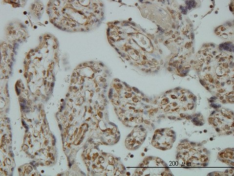 Monoclonal Anti-CNAP1 antibody produced in mouse clone 4C12, purified immunoglobulin, buffered aqueous solution