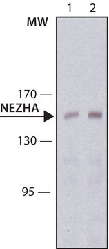 Anti-NEZHA antibody, Mouse monoclonal clone NEZHA-1, purified from hybridoma cell culture