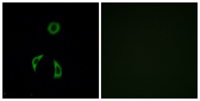 Anti-FZD3 antibody produced in rabbit affinity isolated antibody