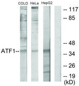 Anti-ATF1 antibody produced in rabbit affinity isolated antibody