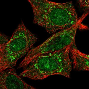 Anti-CLPX antibody produced in rabbit Prestige Antibodies&#174; Powered by Atlas Antibodies, affinity isolated antibody