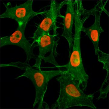 Anti-Acetyl-Histone H3 (Lys56) antibody, Rabbit monoclonal recombinant, expressed in HEK 293 cells, clone RM179, purified immunoglobulin