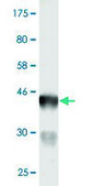 Monoclonal Anti-BCL7C antibody produced in mouse clone 1A4, purified immunoglobulin, buffered aqueous solution
