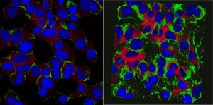 Anti-NAV1 Antibody, clone 7F12 (KT124) clone KT124(7F12), from rat