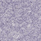 Anti-RGS9BP antibody produced in rabbit Prestige Antibodies® Powered by Atlas Antibodies, affinity isolated antibody, buffered aqueous glycerol solution