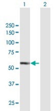 Anti-IRAK4 antibody produced in mouse purified immunoglobulin, buffered aqueous solution