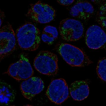 Anti-LINGO3 antibody produced in rabbit Prestige Antibodies&#174; Powered by Atlas Antibodies, affinity isolated antibody