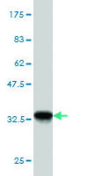 Monoclonal Anti-GTF2A1 antibody produced in mouse clone 2H5, purified immunoglobulin, buffered aqueous solution