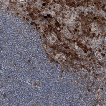 Anti-THEMIS2 antibody produced in rabbit Prestige Antibodies® Powered by Atlas Antibodies, affinity isolated antibody, buffered aqueous glycerol solution, ab2