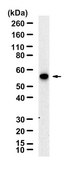 Anti-CCR6/CD196 Antibody, clone 1K9 ZooMAb® Rabbit Monoclonal recombinant, expressed in HEK 293 cells