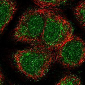 Anti-NPNT antibody produced in rabbit Prestige Antibodies&#174; Powered by Atlas Antibodies, affinity isolated antibody