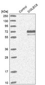Anti-SIGLEC8 antibody produced in rabbit Prestige Antibodies® Powered by Atlas Antibodies, affinity isolated antibody, buffered aqueous glycerol solution