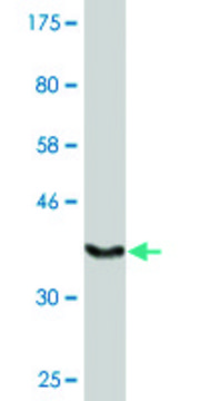 Monoclonal Anti-FLJ23577 antibody produced in mouse clone 4B10, ascites fluid