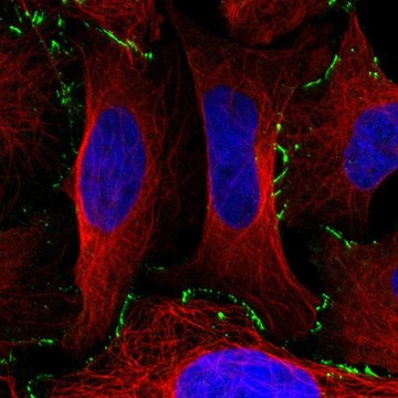 Anti-EDA2R antibody produced in rabbit Prestige Antibodies&#174; Powered by Atlas Antibodies, affinity isolated antibody