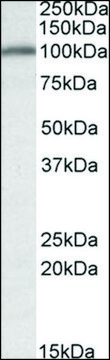 Anti-CANX antibody produced in goat affinity isolated antibody, buffered aqueous solution