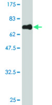 Monoclonal Anti-MAGEB1 antibody produced in mouse clone 2A4, purified immunoglobulin, buffered aqueous solution