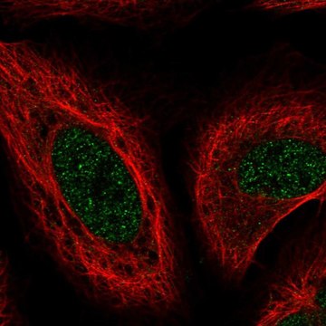 Anti-MSRB1 antibody produced in rabbit Prestige Antibodies&#174; Powered by Atlas Antibodies, affinity isolated antibody