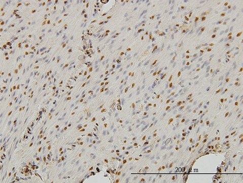 Monoclonal Anti-STAG1 antibody produced in mouse clone 2E9, purified immunoglobulin, buffered aqueous solution