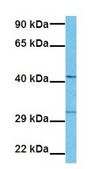 抗 CRBN，（N-末端） 兔抗 affinity isolated antibody