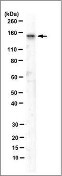 Anti-CNGB1 Antibody, clone 5A5.1 clone 5A5.1, 1&#160;mg/mL, from mouse