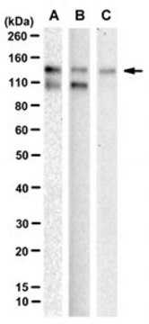 Anti-N-Cadherin Antibody, clone 8C11