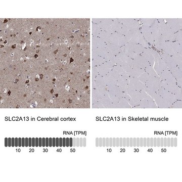 Anti-SLC2A13 antibody produced in rabbit Prestige Antibodies&#174; Powered by Atlas Antibodies, affinity isolated antibody, buffered aqueous glycerol solution