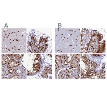 抗-DDX1 兔抗 Prestige Antibodies&#174; Powered by Atlas Antibodies, affinity isolated antibody, buffered aqueous glycerol solution