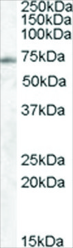 Anti-EXOC7 antibody produced in goat affinity isolated antibody, buffered aqueous solution