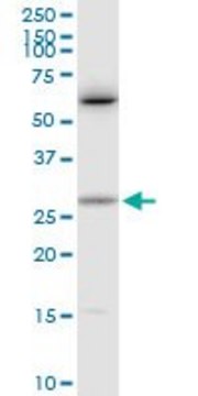 Anti-CTF1 antibody produced in rabbit purified immunoglobulin, buffered aqueous solution