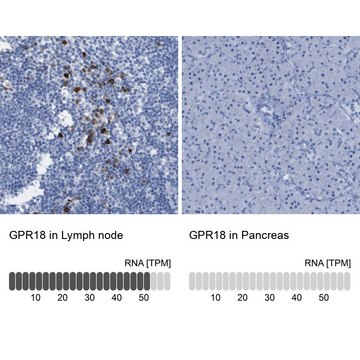 Anti-GPR18 antibody produced in rabbit Prestige Antibodies&#174; Powered by Atlas Antibodies, affinity isolated antibody, buffered aqueous glycerol solution