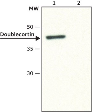 Anti-Doublecortin 兔抗 ~1&#160;mg/mL, affinity isolated antibody, buffered aqueous solution