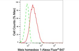 Anti Meis Homeobox 1 Antibody, clone 24GB420, Rabbit Monoclonal clone 24GB420, recombinant rabbit monoclonal, expressed in HEK293 cells