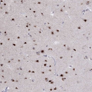 Anti-HES5 antibody produced in rabbit Prestige Antibodies&#174; Powered by Atlas Antibodies, affinity isolated antibody