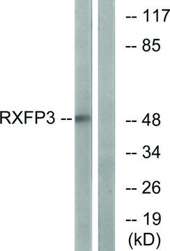 Anti-RXFP3 antibody produced in rabbit affinity isolated antibody