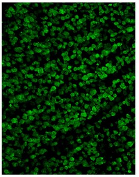 抗-RBPMS抗体 from guinea pig, purified by affinity chromatography