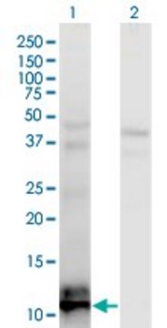 Monoclonal Anti-TIAF1 antibody produced in mouse clone 3B9, purified immunoglobulin