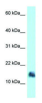 Anti-SRGN (N-terminal) antibody produced in rabbit affinity isolated antibody