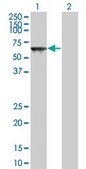 Monoclonal Anti-TOE1 antibody produced in mouse clone 1D4, purified immunoglobulin, buffered aqueous solution