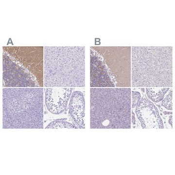 Anti-SYT1 antibody produced in rabbit Prestige Antibodies&#174; Powered by Atlas Antibodies, affinity isolated antibody, buffered aqueous glycerol solution