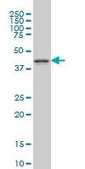 Monoclonal Anti-MAPK12 antibody produced in mouse clone 1A4, purified immunoglobulin, buffered aqueous solution