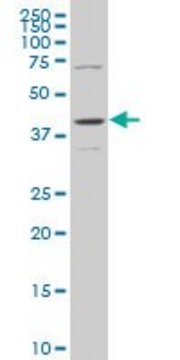 Monoclonal Anti-MAPK13 antibody produced in mouse clone 1E6, purified immunoglobulin, buffered aqueous solution