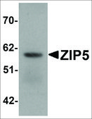 Anti-ZIP5 antibody produced in rabbit affinity isolated antibody, buffered aqueous solution