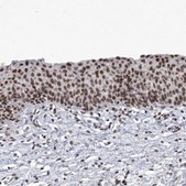 Anti-PPIL4 antibody produced in rabbit Prestige Antibodies® Powered by Atlas Antibodies, affinity isolated antibody, buffered aqueous glycerol solution