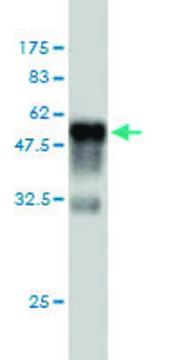 Monoclonal Anti-RIT2 antibody produced in mouse clone 3F2, purified immunoglobulin, buffered aqueous solution