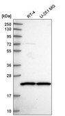 Anti-SCAND1 antibody produced in rabbit Prestige Antibodies® Powered by Atlas Antibodies, affinity isolated antibody