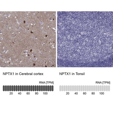 Anti-NPTX1 Prestige Antibodies&#174; Powered by Atlas Antibodies, affinity isolated antibody