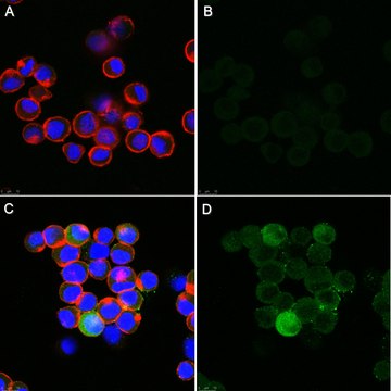 Anti-Fusion Glycoprotein of Human parainfluenzavirus Type 3 Antibody, clone 9-4-3 ascites fluid, clone 9-4-3, Chemicon&#174;