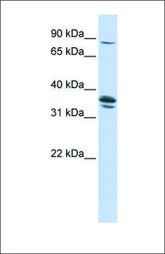 Anti-SLCO3A1 antibody produced in rabbit affinity isolated antibody