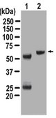 Anti-Akt/PKB Antibody, PH Domain, clone SKB1, Magnetic Bead Conjugate clone SKB1, from mouse